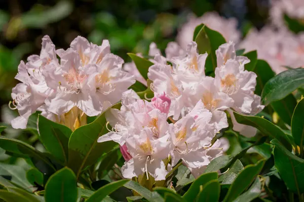 Güzel rhododendronlar Parkta bahar çiçekleri 