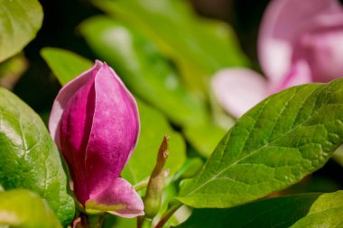 Güzel Manolya çiçek parkta 
