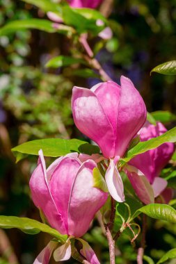 Güzel Manolya çiçek parkta 