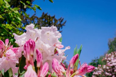 Güzel rhododendronlar Parkta bahar çiçekleri 