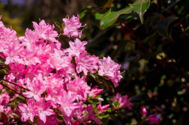 Güzel rhododendronlar Parkta bahar çiçekleri 