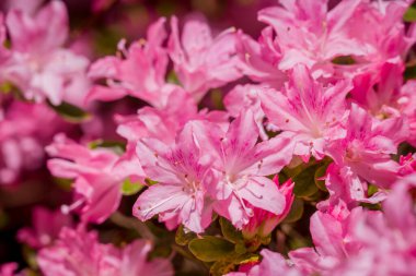 Güzel rhododendronlar Parkta bahar çiçekleri 