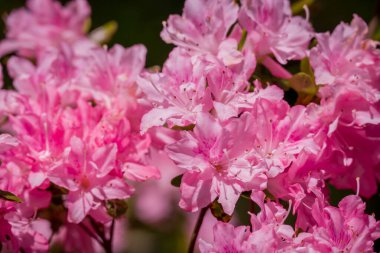 Güzel rhododendronlar Parkta bahar çiçekleri 