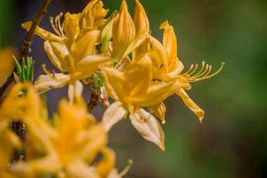 Güzel rhododendronlar Parkta bahar çiçekleri