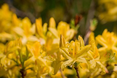 Güzel rhododendronlar Parkta bahar çiçekleri
