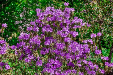 Güzel rhododendronlar Parkta bahar çiçekleri