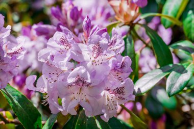 Güzel rhododendronlar Parkta bahar çiçekleri