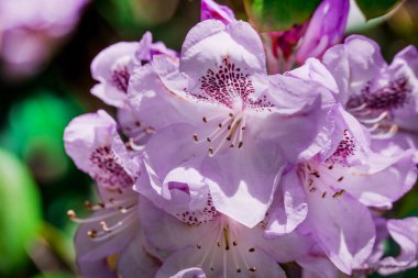 Güzel rhododendronlar Parkta bahar çiçekleri