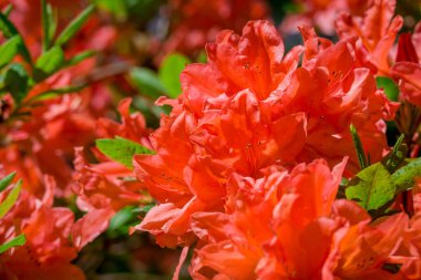 Güzel rhododendronlar Parkta bahar çiçekleri 