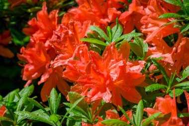 Güzel rhododendronlar Parkta bahar çiçekleri 