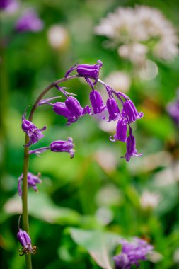 Bahçede yetişen güzel bahar çiçekleri  