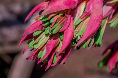 Bahçede yetişen güzel bahar çiçekleri 