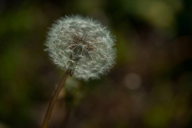 Bahçede yetişen güzel bahar çiçekleri 