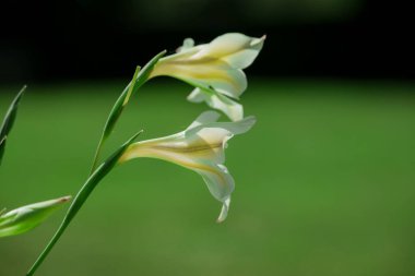 Bahçede yetişen güzel bahar çiçekleri 