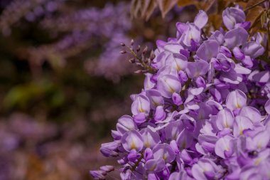 Bahçede yetişen güzel bahar salkımı çiçekleri 