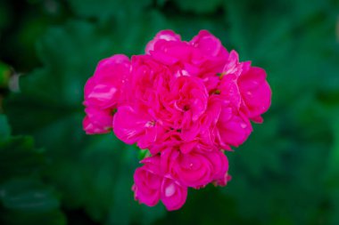 Doğal arka planda bahar çiçekleri 