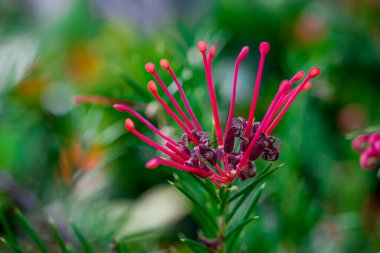 Doğal arka planda bahar çiçekleri 
