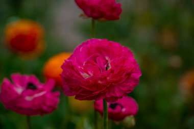 Doğal arka planda bahar çiçekleri 
