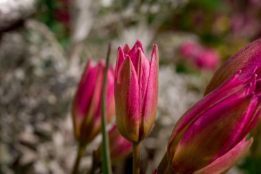 Doğal arka planda bahar çiçekleri 