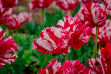 Doğal arka planda bahar çiçekleri 