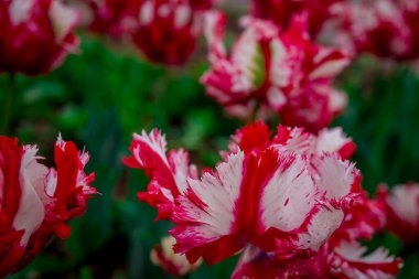 Doğal arka planda bahar çiçekleri 