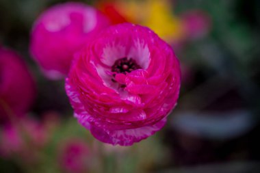 Doğal arka planda bahar çiçekleri 