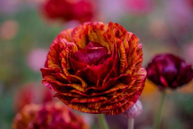 Doğal arka planda bahar çiçekleri 