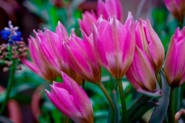 Doğal arka planda bahar çiçekleri 