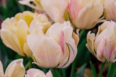 Doğal arka planda bahar çiçekleri 