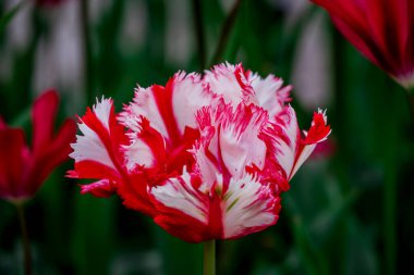 Doğal arka planda bahar çiçekleri 