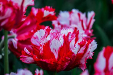 Doğal arka planda bahar çiçekleri 
