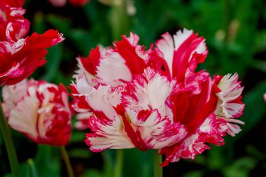 Doğal arka planda bahar çiçekleri 