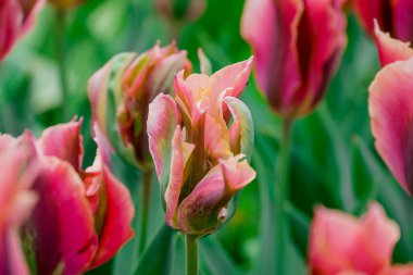Doğal arka planda bahar çiçekleri 
