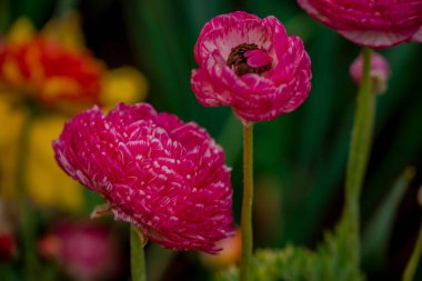 Doğal arka planda bahar çiçekleri 
