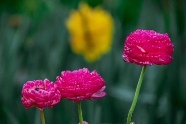 Doğal arka planda bahar çiçekleri 