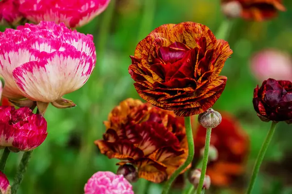 Doğal arka planda bahar çiçekleri 