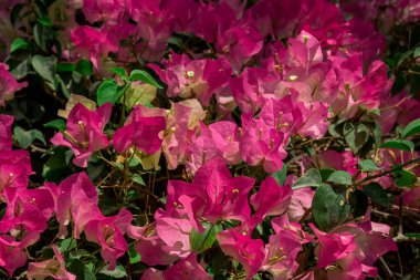  Sonbahar bahçesinde büyüyen güzel çiçekler 