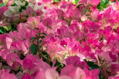  Sonbahar bahçesinde büyüyen güzel çiçekler 