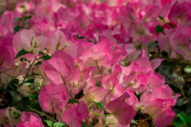  Sonbahar bahçesinde büyüyen güzel çiçekler 