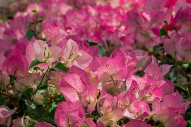  Sonbahar bahçesinde büyüyen güzel çiçekler 