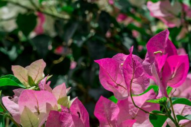  Sonbahar bahçesinde büyüyen güzel çiçekler 