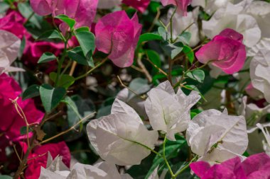  Sonbahar bahçesinde büyüyen güzel çiçekler 