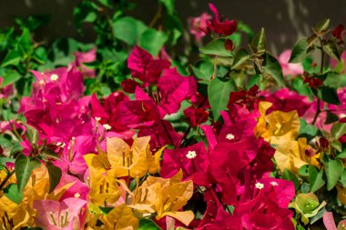  Sonbahar bahçesinde büyüyen güzel çiçekler 