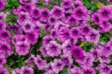 Dubai bahçesindeki güzel çiçeklerin fotoğrafı. 