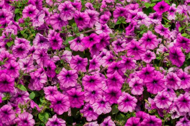 Dubai bahçesindeki güzel çiçeklerin fotoğrafı. 