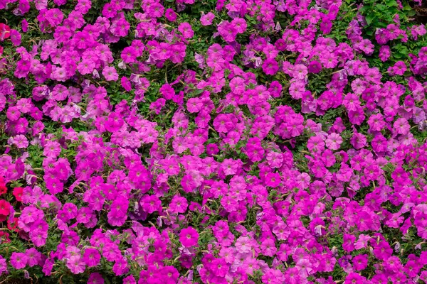 Dubai bahçesindeki güzel çiçeklerin fotoğrafı. 