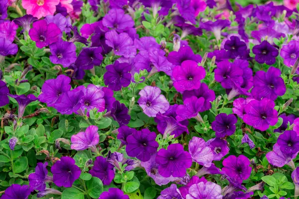 Dubai bahçesindeki güzel çiçeklerin fotoğrafı. 