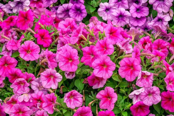 Dubai bahçesindeki güzel çiçeklerin fotoğrafı. 