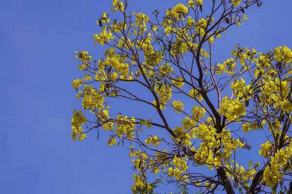  Sonbahar bahçesinde büyüyen güzel çiçekler 