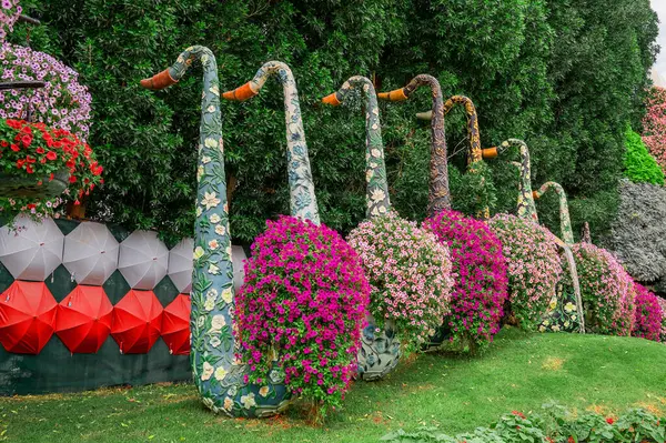 Dubai bahçesindeki güzel çiçeklerin fotoğrafı. 